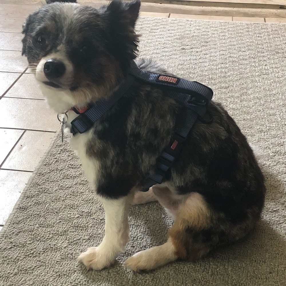 Meet your Posher, Cassidy